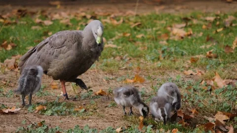 Close up of a Cape Barren goose Stock Footage 252736716