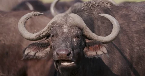 Close-up of a Cape buffalo chewing the cud Stock Footage 85249757