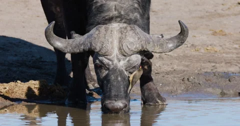 Close-up. Cape Buffalo drinking water. Red-billed oxpecker removes parasites Vidéo 281109039
