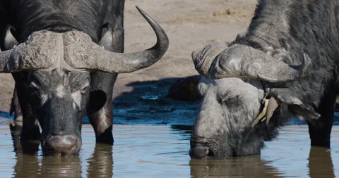 Close-up.Cape Buffalo drinking at a water Red-billed oxpeckers remove parasites Video stock 281854053
