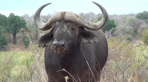 Close Up Cape Buffalo  Stock Footage 10980868