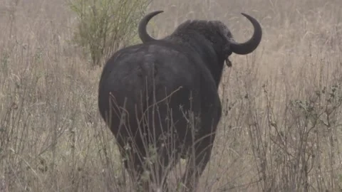 Up close with a Cape buffalo Stock Footage 168323632