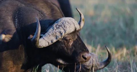 Close-up. Cape Buffalo grazing while Red-billed oxpeckers remove parasites   Video stock 276165990