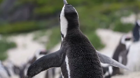 Close Up of Cape Penguin Spreading Wings and Shaking Off Body Stock Footage 234256379