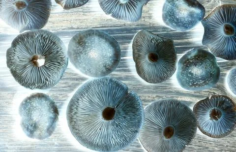 Close-up of the caps of blue-brown edible honey mushrooms, color inversion. View Stock Photos