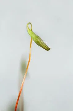 Close-up of the capsule of moss Stock Photos