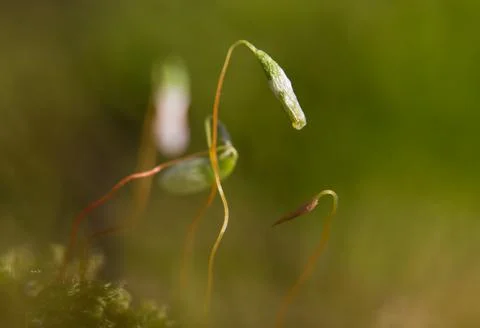 Close-up of capsules of moss Stock Photos