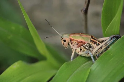 Close up capture of grasshopper Foto stock
