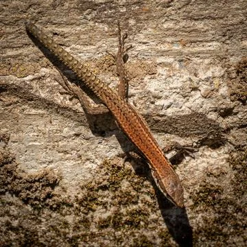 Close-up capture of a lizard on a weathered rustic wall, showcasing natural.. Foto stock