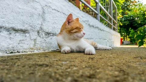 Close Capture On A  Sleeping Cat Stock Photos