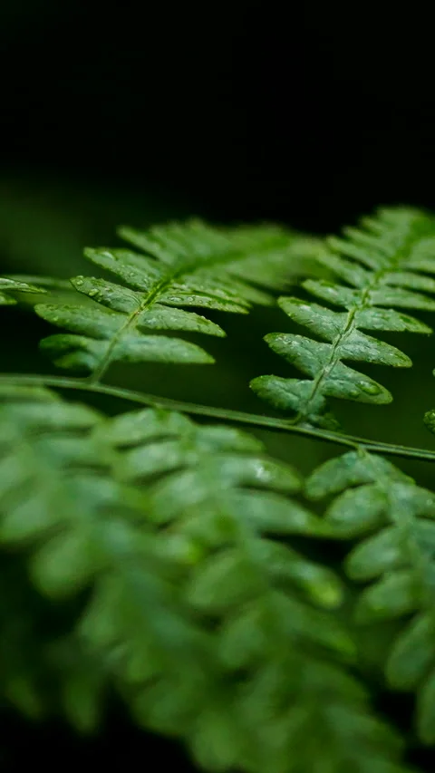 A close-up captures dense forest greenery where fern leaves and grass create Stock Footage 338199083