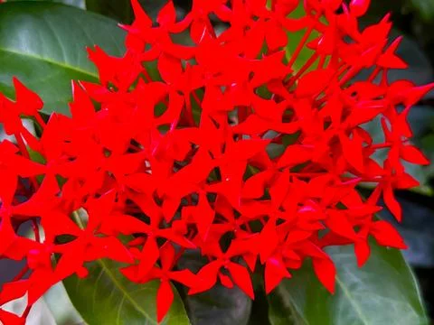 Close up captures an eye level shot of a cluster of bright, vibrant red ixora Stockfoto's