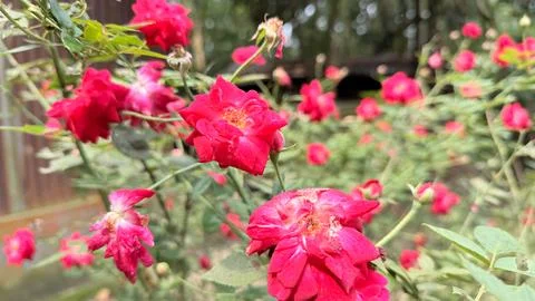 This close up captures multiple vibrant red miniature roses with fresh green  Foto stock