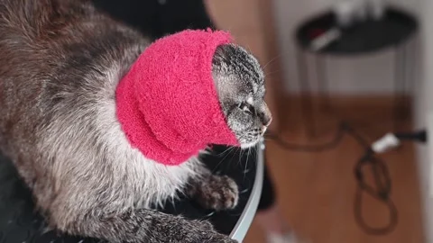 A close-up captures a professional groomer gently drying a cats fur while Stock Footage 305546785