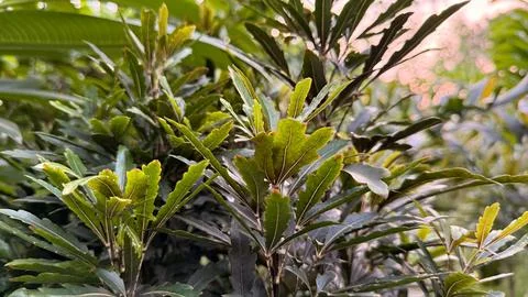 This close-up captures the textured and colored leaves of multiple Schefflera Foto stock