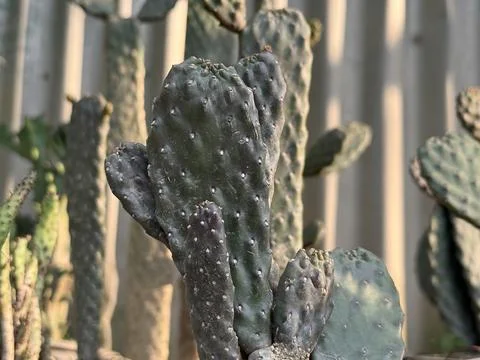 Close-up captures the unique textures and details of an Opuntia cactus plant, Foto stock