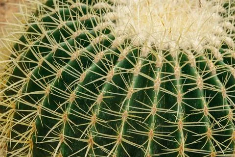 Close-up captures the unique textures and sharp spines of a cactus Stock Photos
