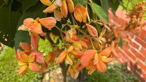 A close-up captures a vibrant cluster of copperleaf bracts, showcasing their Foto stock