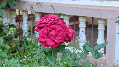 A close-up captures vibrant a day old red roses in full bloom at indian hou.. Video stock 313381390