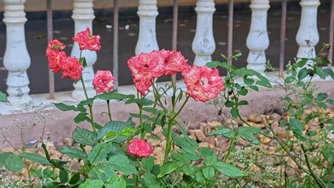 A close-up captures vibrant a day old roses in full bloom at indian house g.. Video stock 313381405
