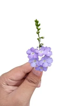 Close-up capturing a man's hand holding a fresh bouquet of skyflowers, emphas Foto stock