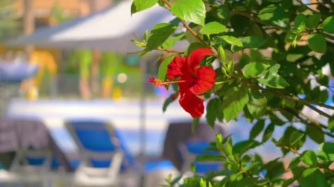 Close-Up Capturing the Vibrant Beauty of a Red Hibiscus Flower in a Tropica.. Stock Footage 279394587