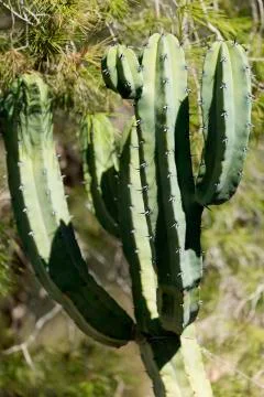 Close-up of a captus in the garden Stock Photos