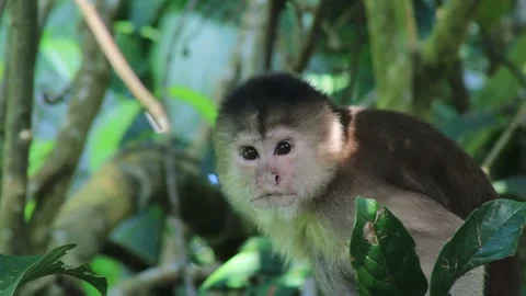 A close up of a capuchin monkey Cebus Albifrons looking around in the rainforest Stock Footage 142747748