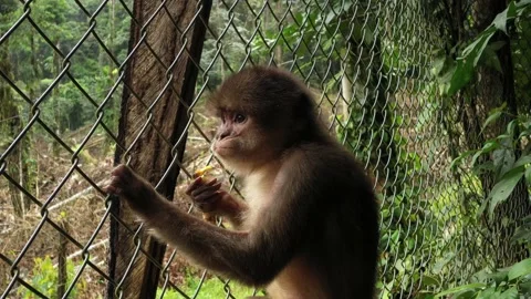 Close up of a capuchin monkey cebus albifrons eating a banana inside a cage with Stock Footage 142748325