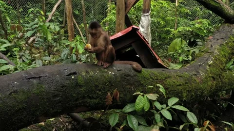 Close up of a capuchin monkey cebus albifrons sitting on a tree trunk in a cage Stock Footage 142758982
