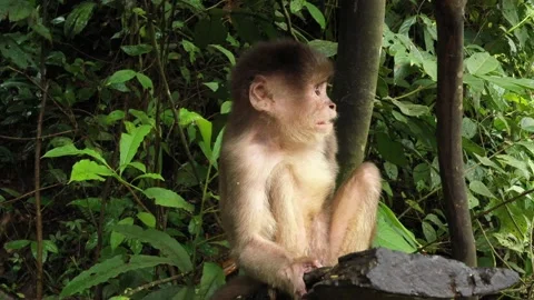 Close up of a capuchin monkey cebus albifrons sitting on a log Stock Footage 142759389