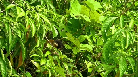 Close-up of a Capuchin monkey (Cebus capucinus) in the Tambopata rainforest Stock Footage 297342205