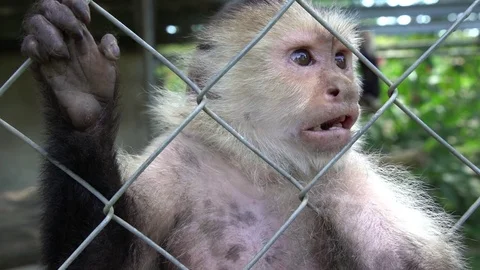 Close up of capuchin monkey with a confused face in his cage Stock Footage 85228826
