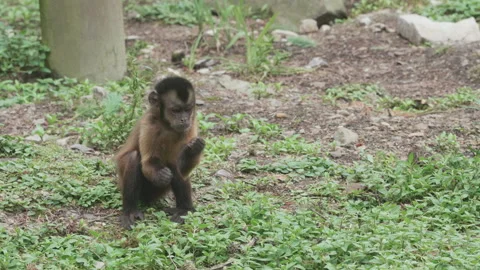 Close up of a capuchin monkey foraging for food and eating. 4K locked tripod Stock Footage 155938517