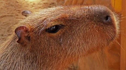 Close up of a capybara is face. Stock Footage 311519889