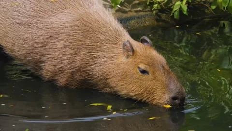 Close up Capybara Stock Footage 253491868