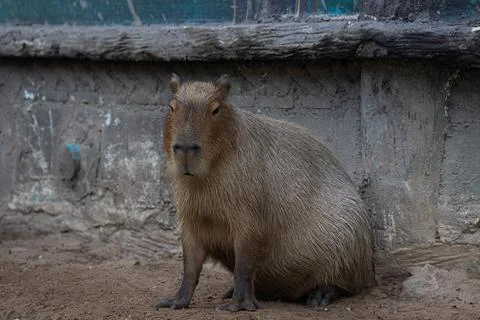 Close up Capybara on the ground Foto stock
