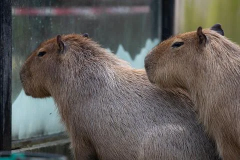 Close up Capybara on the ground Stock Photos