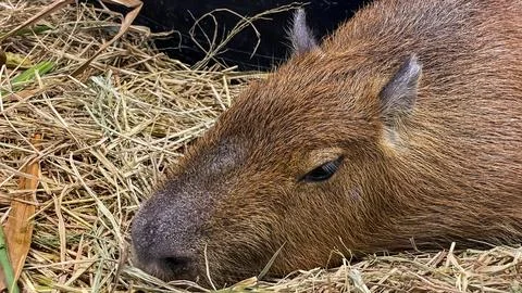 A close-up of a capybara lying on hay Fotos de archivo