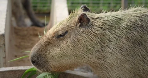 Close up of capybara or Hydrochoerus hydrochaeris face. Stock Footage 280652365