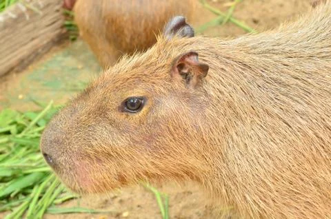 Close up of capybara 스톡 사진