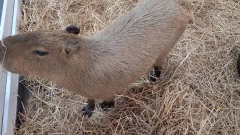 Close Up of a Capybara Standing in Hay Bedding Stock Footage 341941350