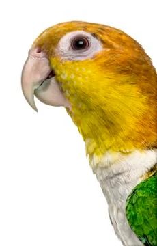 Close-up of a Caque (6 months old), isolated on white Stock Photos