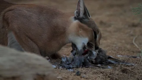 A close-up of Caracal eats a Laughing dove after hunting him down 스톡 동영상 142994270