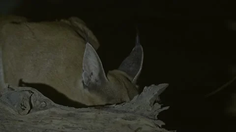 A close-up of a caracal head Active at night in the Negev desert 스톡 동영상 142994271