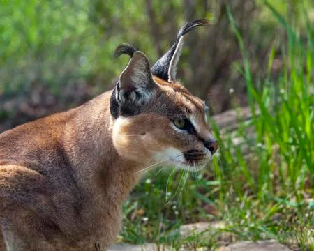 Close-up of Caracal Foto stock