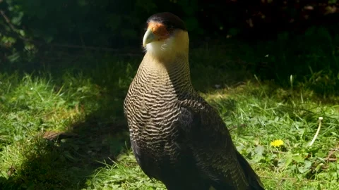 Close up of a caracara falcon Stock Footage 274265034