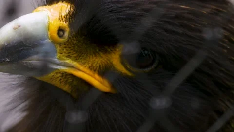 Close up of Caracara falcon head Stock Footage 139413051