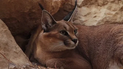 A close-up of Caramel under a tree exposes teeth in menace Video stock 142994310
