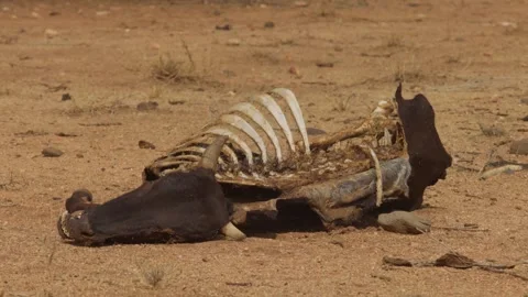 A close up of a carcass of a dead cow. 스톡 동영상 282381469